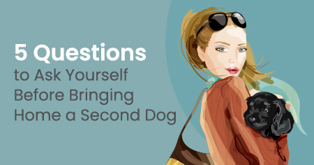 5 Questions to Ask Yourself Before Bringing Home a Second Dog