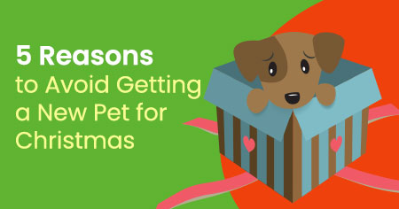 5 Reasons to Avoid Getting a New Pet for Christmas