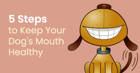 5 Steps to Keep Your Dog's Mouth Healthy