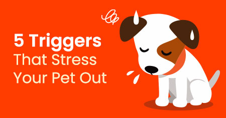 5 Triggers That Stress Your Pet Out