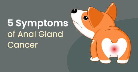 5 Symptoms of Anal Gland Cancer