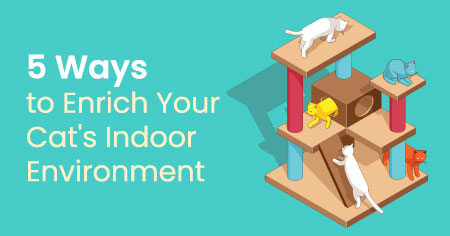 5 Ways to Enrich Your Cat's Indoor Environment