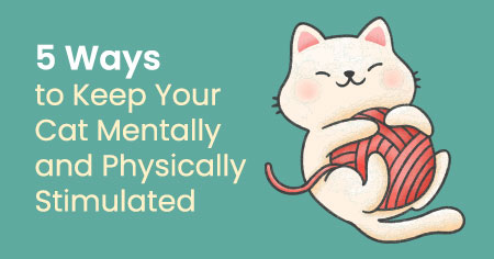 5 Ways to Keep Your Cat Mentally and Physically Stimulated