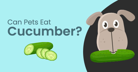 Can Pets Eat Cucumber