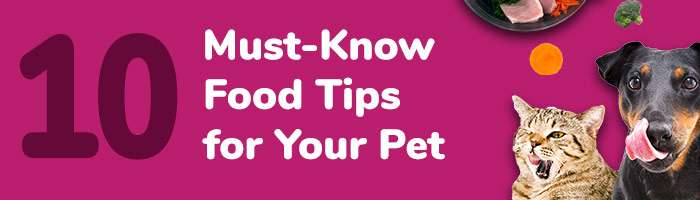 10 Must Know Food Tips for Your Pet