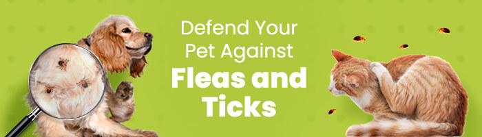 Fleas and Ticks Guide