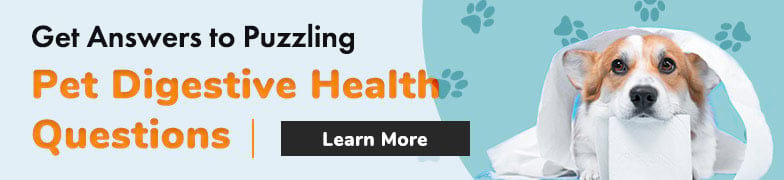 Get Answers to Puzzling Pet Digestive Health Questions