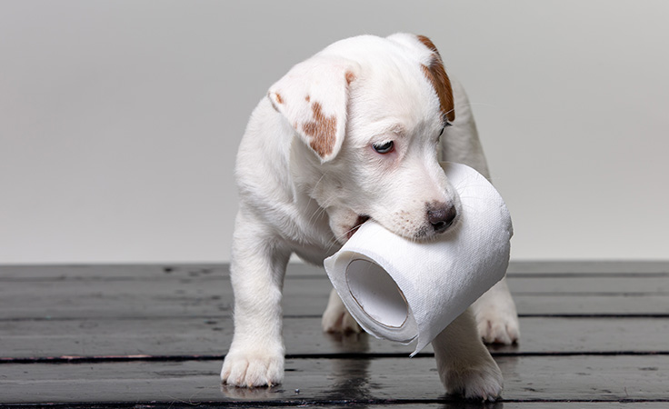 Pet Digestive Headquarters
