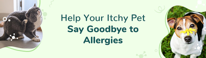 Say Goodbye to Seasonal Pet Allergies