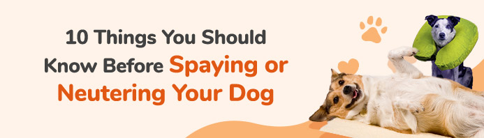 10 Things You Should Know Before Spaying or Neutering Your Pet