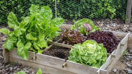 Métodos innovadores para crear el huerto de vegetales perfecto