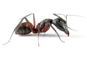 Cómo Deshacerse de las Hormigas