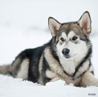 Alaskan Malamute