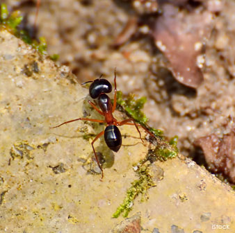 Red Wood Ants Use Electromagnetism