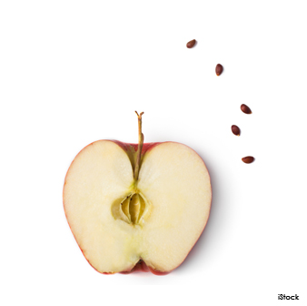 apple seeds