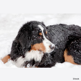 Bernese Mountain Dog