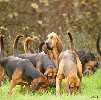 bloodhound dog
