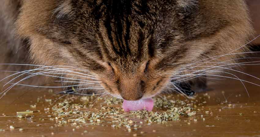cat licking catnip