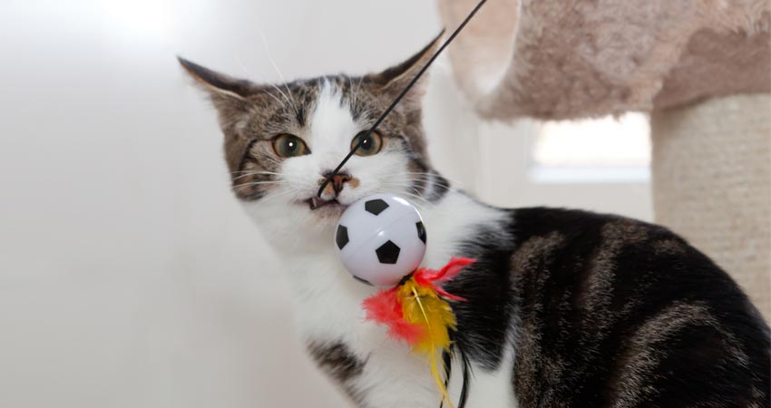 cat playing with dangling toys