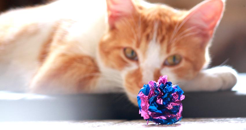 cat playing with diy toys