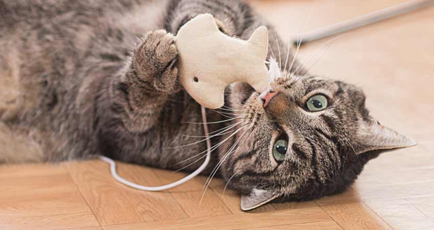 cat playing with elastic lines