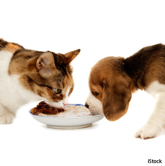 cats and dogs are both carnivores