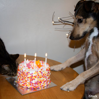 cats cannot taste sweetness but dogs