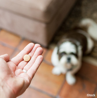 cats and dogs prescription medications