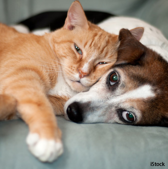 cats and dogs socialization