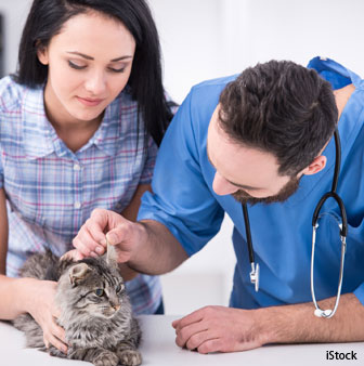 cats are prone to hepatic lipidosis