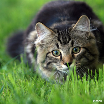 cats hunting prowess