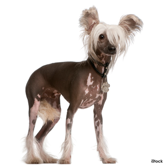 Chinese Crested