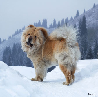Chow Chow