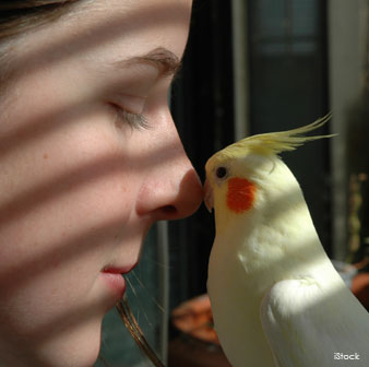 Cockatiel Behavior