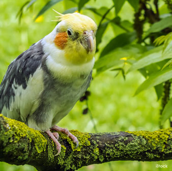 Cockatiel Bird