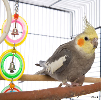 Cockatiels Need Big Cages
