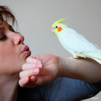 Cockatiel Care