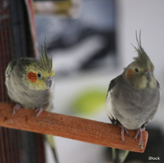 Cockatiel Couple