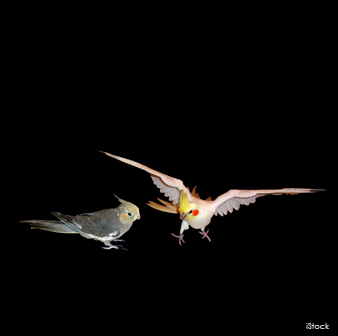 Flying Cockatiels