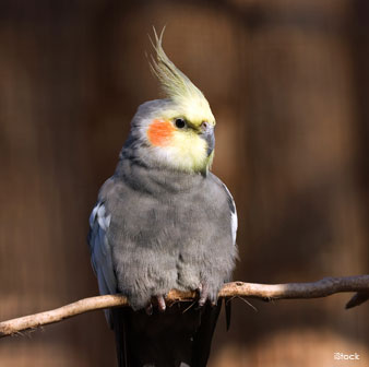 Cockatiel