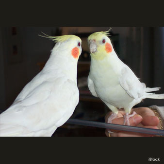 Cockatiels