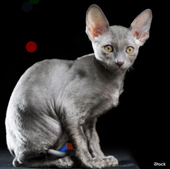 cornish rex