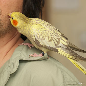 Cockatiels Can Be Cuddly Pets