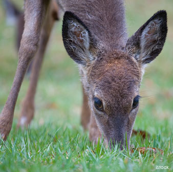 Deer Eating Grass