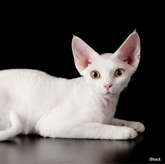 Devon Rex