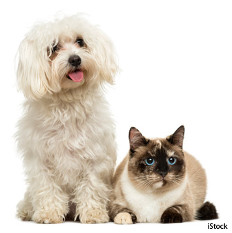 dog panting