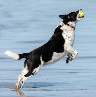 dog playing fetch