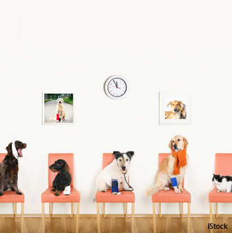 dogs and cats health issues