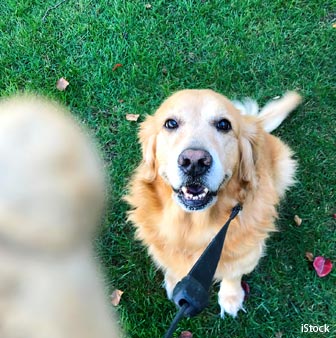 dogs love praise