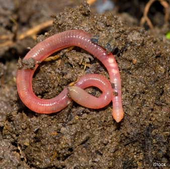 Earthworms Have Chemoreceptors